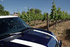 ColoradoRick > The Carlson grapes will be ready in about 2 months or so.